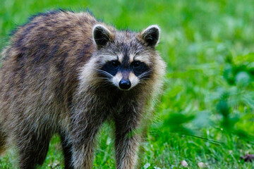Close up of a wild Raccoon (Procyon lotor) standing and looking directly at camera, isolated with a green grass background
