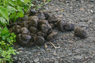 Horse manure lying on the road.
