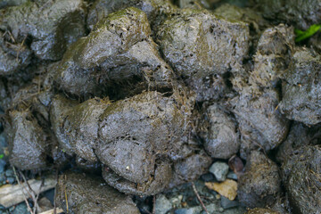 Large detail with a top view of horse droppings.
