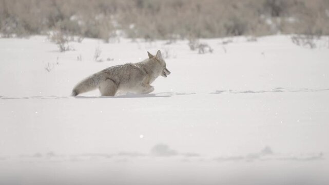 Coyote walking through deep snow sunny Yellowstone National Park 