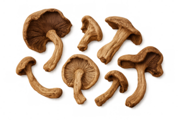 Various dried mushrooms, isolated on a transparent background, offering versatile culinary possibilities for delicious recipes