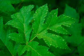 Droplets of water on a large green leaf after a spring rain on the plant. 