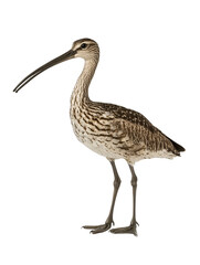 Obraz premium Scientific Illustration of a Eurasian Curlew PNG