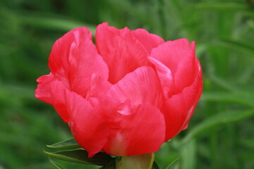 Obraz premium A Tender Blossom Bathed in Coral-Pink Light