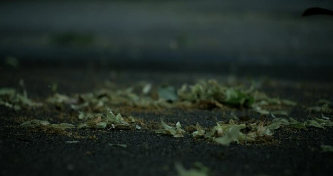 Leaves and fine debris shift gently across dark asphalt as light breeze passes, preceding the resurgence of rain after intense gusts