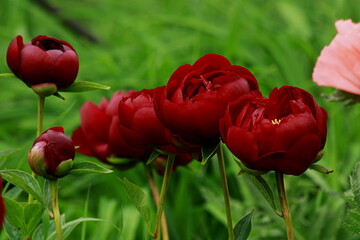 The Moment Before Full Blossom: A Peony's Whisper in Scarlet