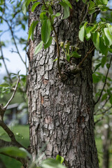 Young faded pear blossoms transforming into pears on the tree trunk. 
