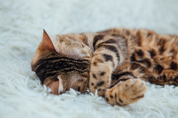 Bengal kitty cat laying on the white fury blanket indoors