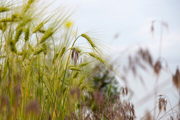 Green barley ears with blurred background and dry grasses in the foreground.

