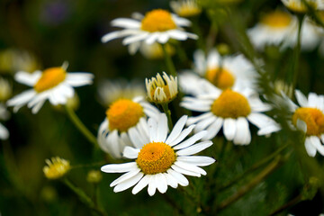 Obraz premium Close-up of white field daisies with yellow centers against a background of green grass.