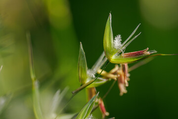 A macro close-up of the flowers of tall oat-grass. 
