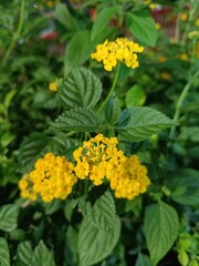 yellow flowers in the garden