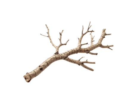 Cracked and weathered tree branch with multiple offshoots and a hollow cut end