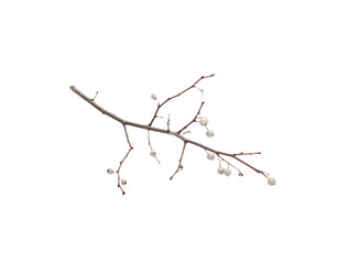 Fototapeta premium Delicate twig with clustered white berries and remnants of snow clinging to its branches