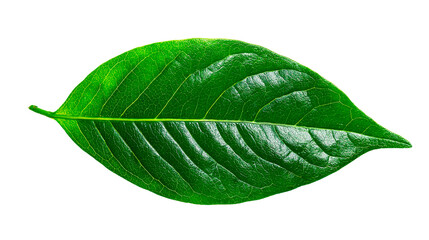 Fototapeta premium Close up view of a vibrant verdant leaf showcasing its intricate venation and natural textures detail on transparent background