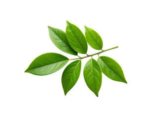 Obraz premium Fresh green leaves on a branch showcasing intricate vein patterns and vibrant color