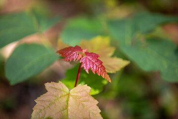 The beautiful texture and colour of leaves in an Ontario forest.