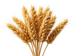 Golden wheat stalks grouped together, realistic texture isolated on a Transparent background, PNG file.