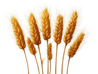 Golden wheat stalks grouped together, realistic texture isolated on a Transparent background, PNG file.