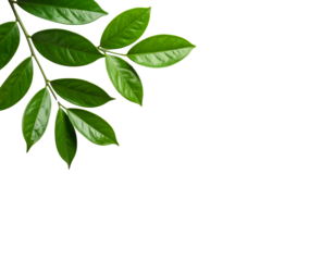 Lush green leaves on a branch vibrant and fresh angled from the upper left