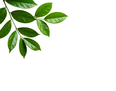 Lush green leaves on a branch vibrant and fresh angled from the upper left