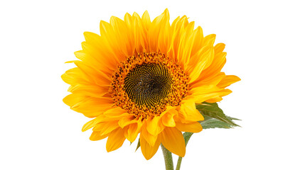 Fototapeta premium A vibrant sunflower with golden petals and a dark center against a solid color field showing details on transparent background