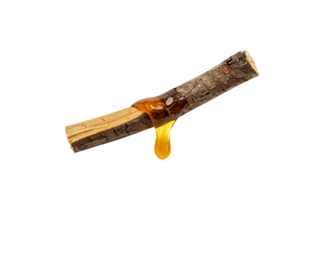Resin Drip on Rough Bark Twig Amber Liquid Flowing from Wood