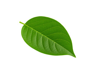 Obraz premium Single vibrant green leaf with detailed venation and smooth edges