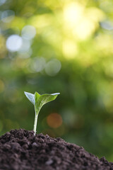 Macro closeup of pumpkin sprout growing