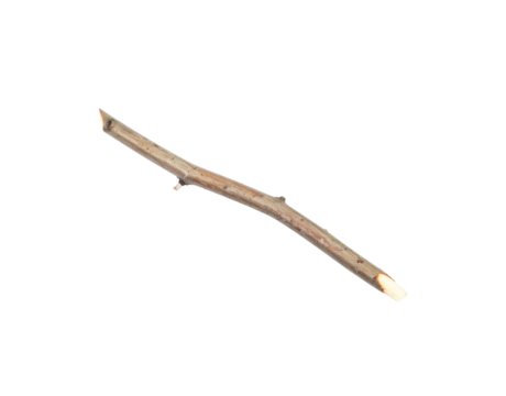 Slender twig with smooth bark and a small branch stub cut at both ends