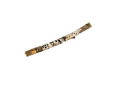 Speckled birch branch with bark texture and broken ends angled view
