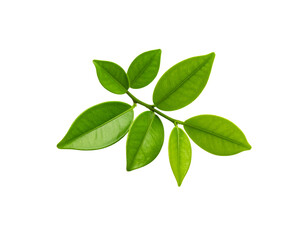 Obraz premium Vibrant Green Branch with Glossy Leaves Displaying Intricate Veins and Freshness