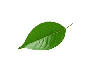 Obraz premium Vibrant Green Leaf with Detailed Veins and Smooth Surface Texture