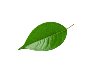 Vibrant Green Leaf with Detailed Veins and Smooth Surface Texture