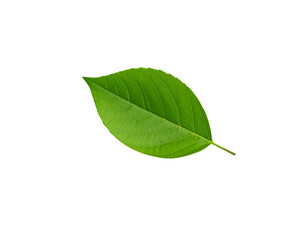 Fototapeta premium Vibrant green leaf with detailed venation and a slender stem isolated