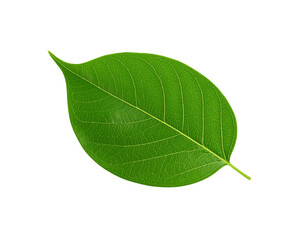 Obraz premium Vibrant green leaf with intricate vein patterns and pointed tip isolated