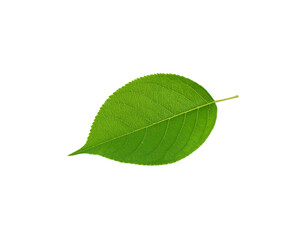 Obraz premium Vibrant green leaf with intricate vein patterns and serrated edges isolated