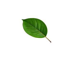 Fototapeta premium Vibrant green leaf with prominent veins and a slender brown stem