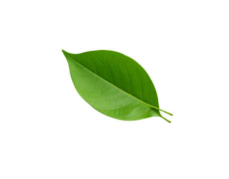 Vibrant green leaf with prominent veins and a pointed tip showcasing natural textures (1)