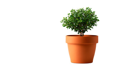 Fototapeta premium Small green plant in an orange terracotta pot against a solid dark area studio style presentation on transparent background