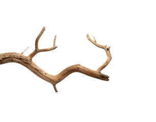 Weathered branch with broken ends and textured bark casting soft shadows