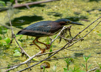 Green Heron