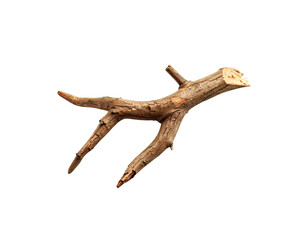 Naklejka premium Weathered branch with rough bark and multiple offshoots cut at the top