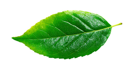 Obraz premium Close up view of a vibrant verdant leaf with visible veins against a solid dark colored space on transparent background