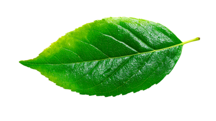 Close up view of a vibrant verdant leaf with visible veins against a solid dark colored space on transparent background