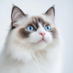 cat Ragdoll Natural Pose
