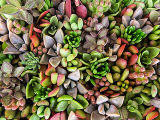 Vibrant arrangement of assorted succulents in various colors and shapes