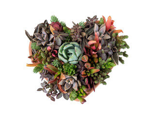 Succulent arrangement shaped like a heart for a unique decorative touch