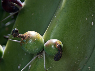 Fruit of Garambullo Myrtillocactus geometrizans growing on green cactus plant in natural habitat