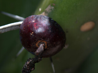 Garambullo fruit growing on Myrtillocactus geometrizans in natural habitat during daylight